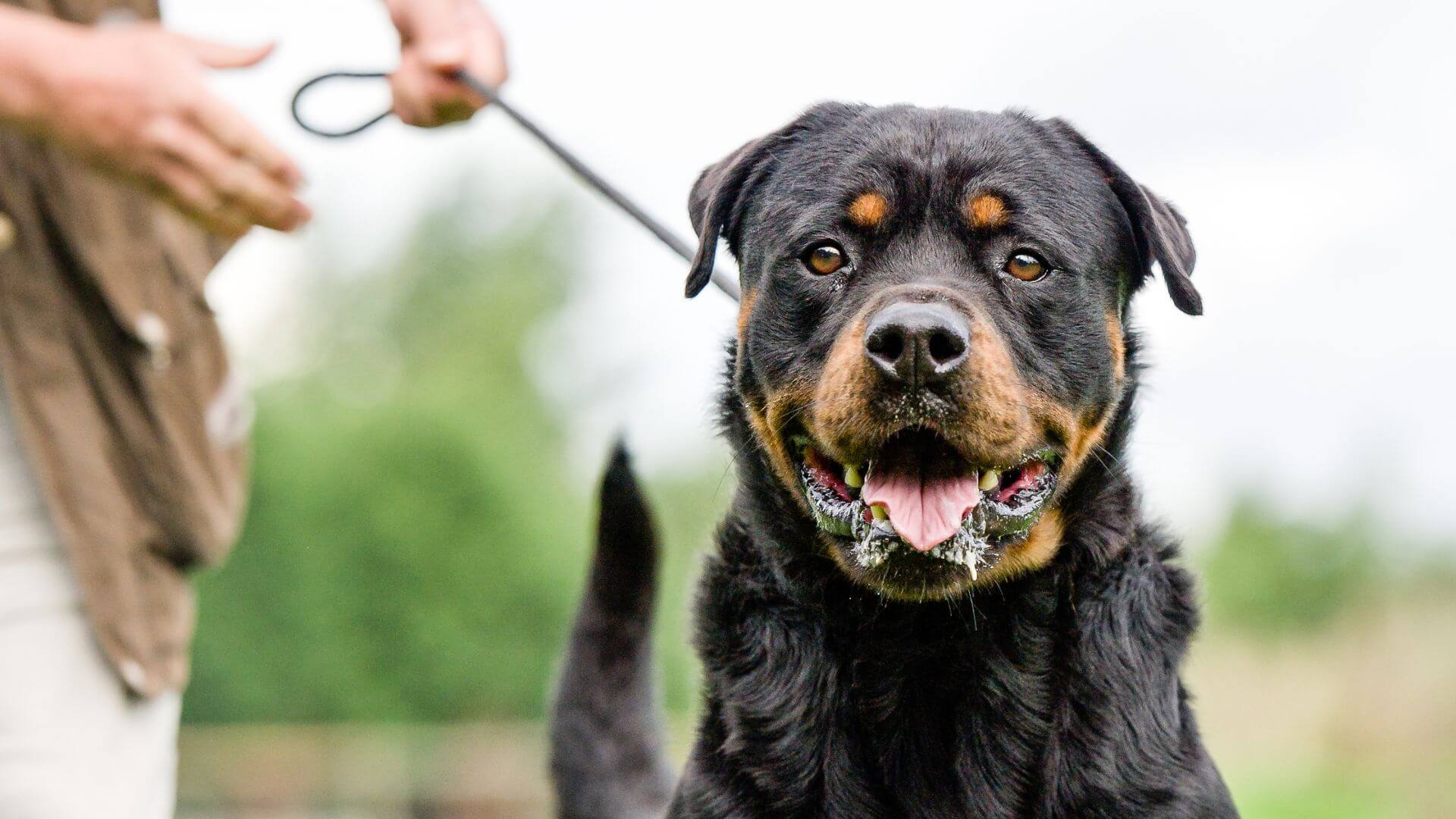 Breeds In The World Dangerous Dogs Name List List Of Most