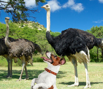 dog and ostrich 