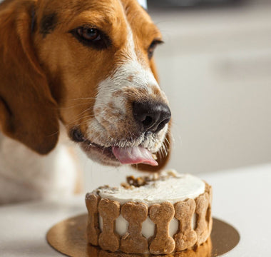 dog eating cake