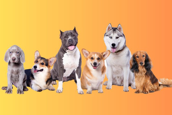 7 Dog Breeds That Need Extra Attention and Why