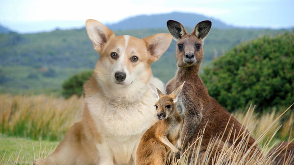 dog with kangaroo 
