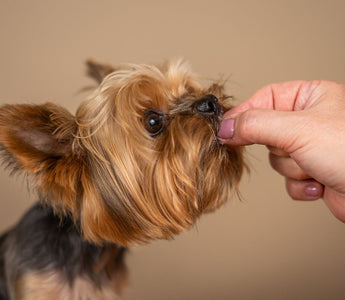 Benefits Of Feeding Your Dog Low-Fat Treats