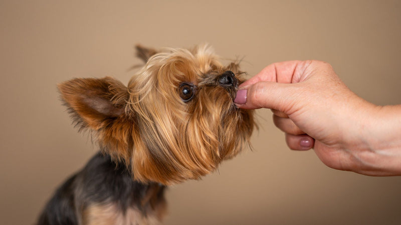 Benefits Of Feeding Your Dog Low-Fat Treats