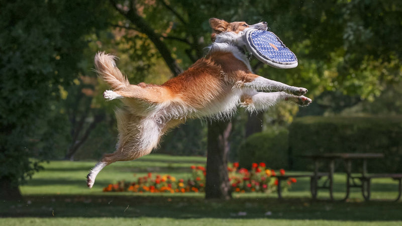 dog playing fetch 