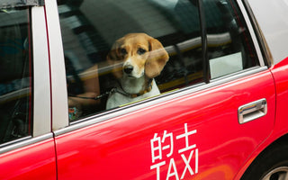 Best 5 Pet Taxi Friendly Service in Singapore 2023