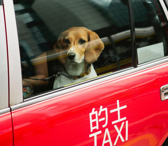 Best 5 Pet Taxi Friendly Service in Singapore 2023
