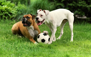 two dogs playing ball