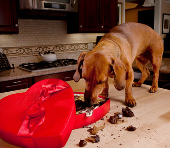 Can Dogs Eat Chocolate? Yes or No?