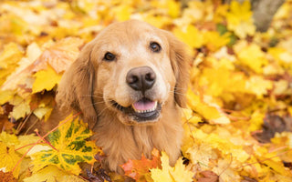dog in the fall season