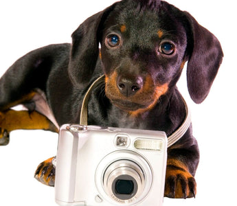 camera hanging on dog 