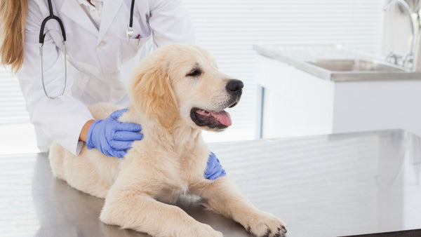 dog with vet 