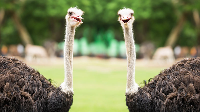two ostrich looking at you 