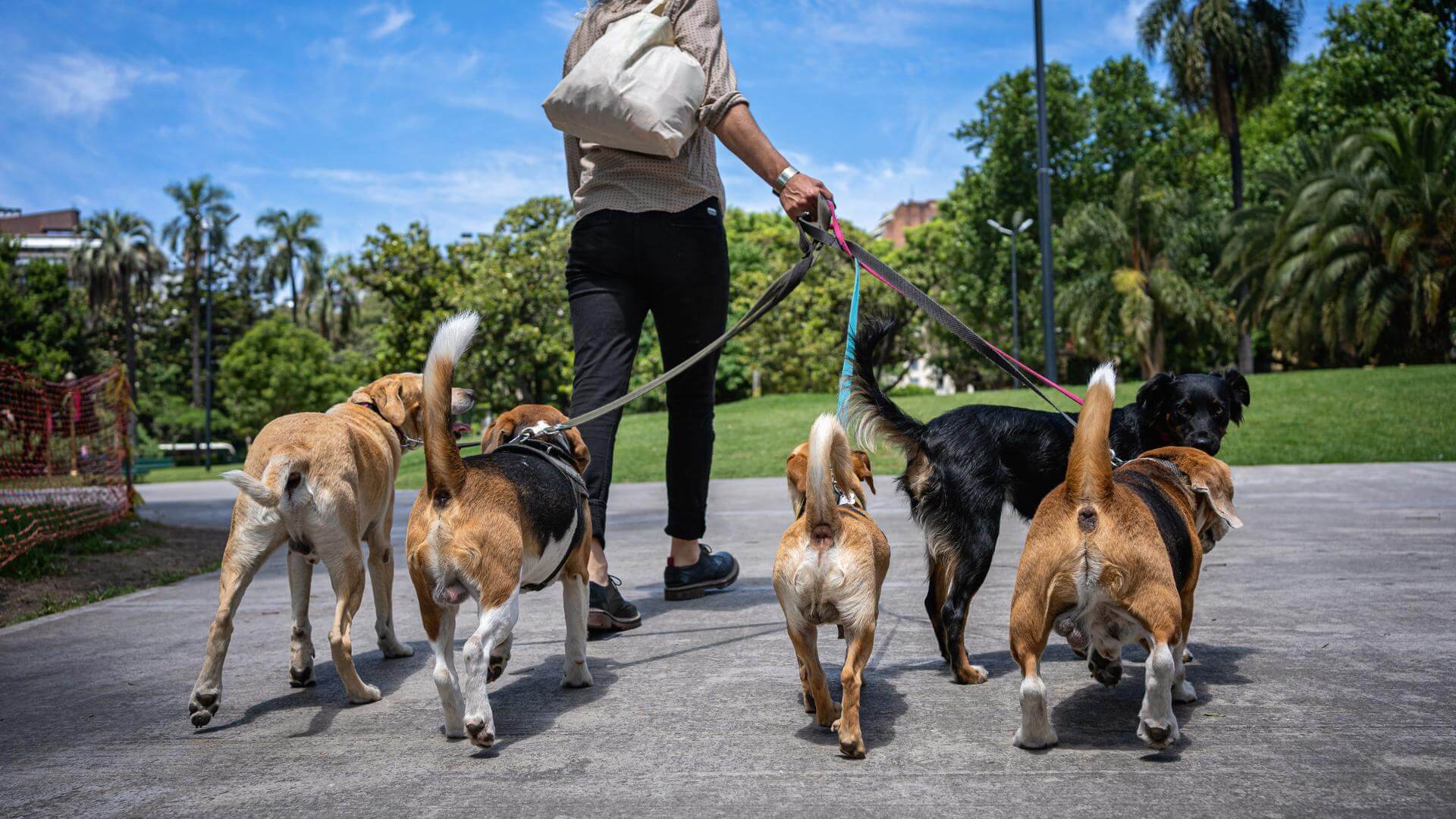 5 Best Pet Sitting Service Providers in Singapore 2023 k9culture