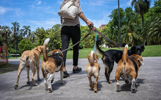 pet sitting Singapore