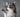 dog waving while biting beef pizzle