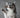 dog waving while biting beef pizzle