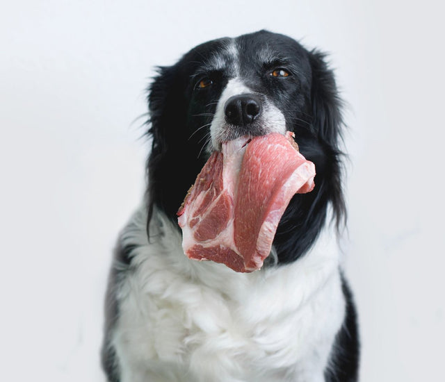 Pros and Cons of Raw Feeding for Dogs k9culture