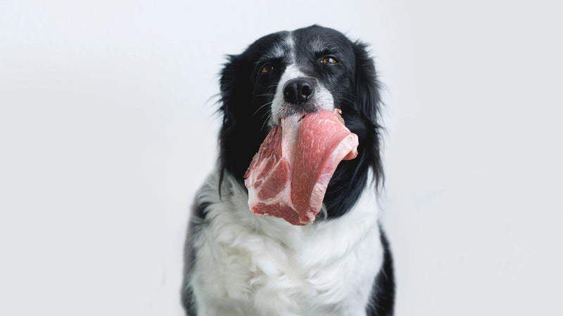 dog eating raw meat