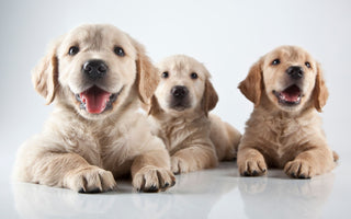 3 cute puppies 
