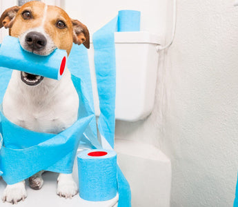 dog with toilet papers in toilet