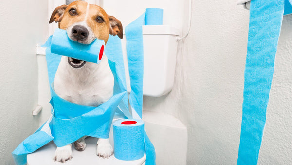 dog with toilet papers in toilet