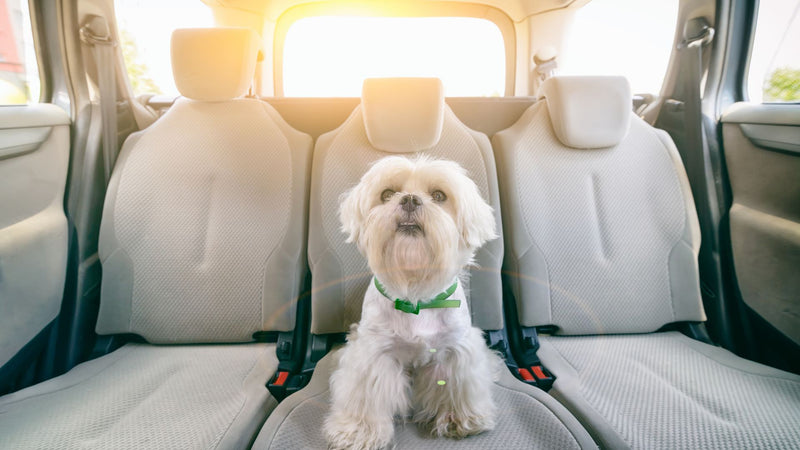 dog in a hot car 