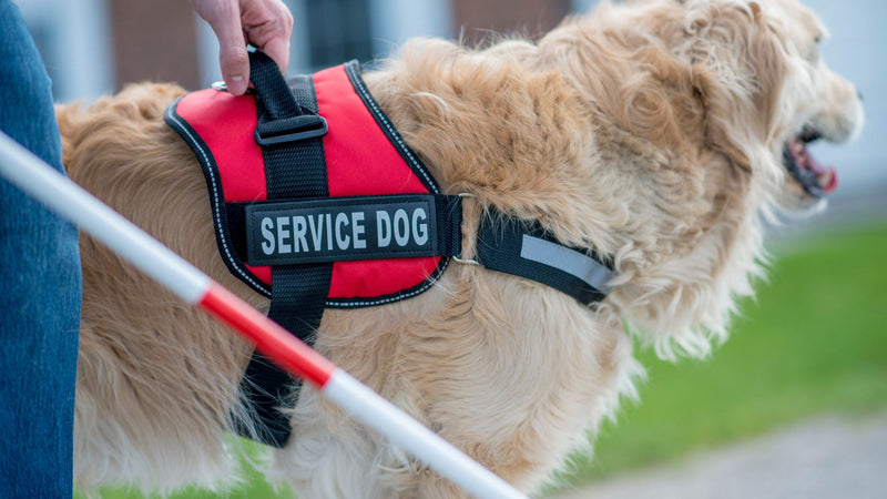 service dog on duty 