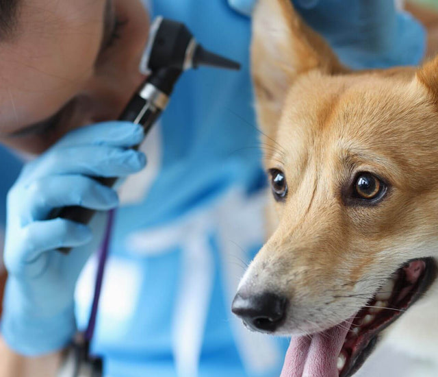 Top 10 Most Common Dog Diseases – Knine Culture