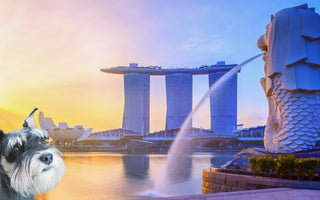 dog in singapore 
