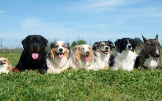  Longest-Living Dog Breeds 