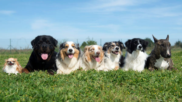  Longest-Living Dog Breeds 