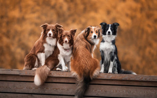 portrait of 4 dogs 