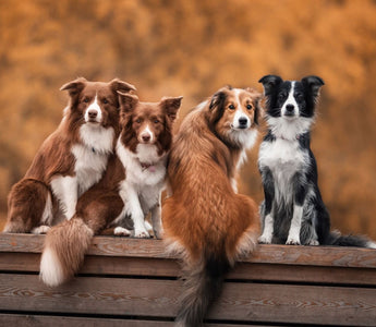 portrait of 4 dogs 