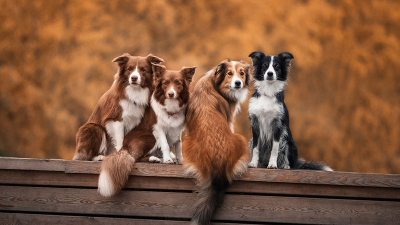 portrait of 4 dogs 