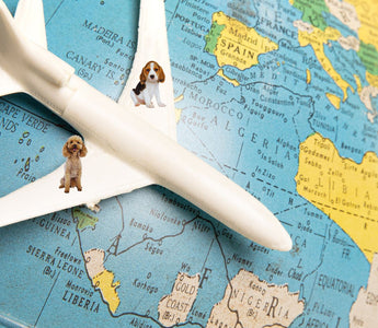 dog around the globe 