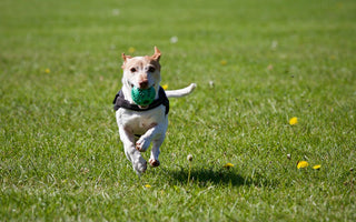 dog running and playing dog toys