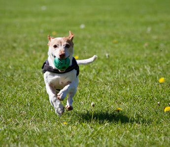 dog running and playing dog toys