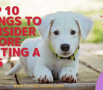 Top 10 Things To Consider Before Getting a Dog - k9culture