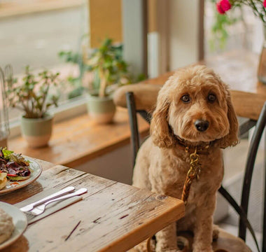 poodle in the restaurant 