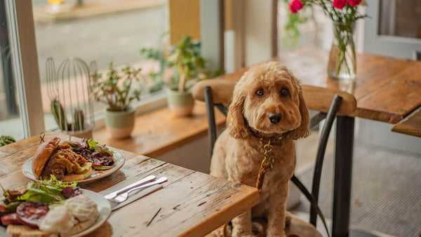 poodle in the restaurant 