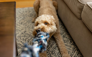 dog playing tug toy