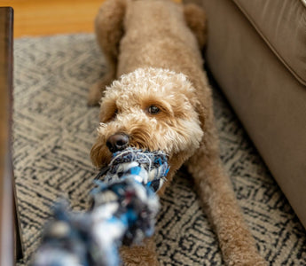 dog playing tug toy