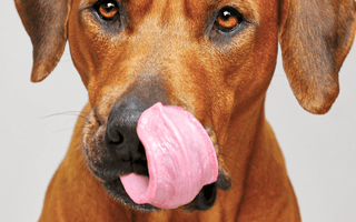 dog licking his own nose