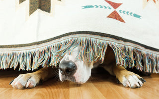 dog hiding under blanket 