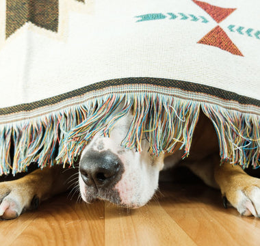 dog hiding under blanket 