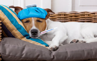 sick dog waiting to see vet