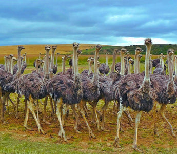 ostriches in the farm