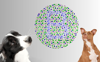 dogs with colour-blind chart