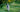 dog running on the grass