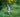 dog running on the grass